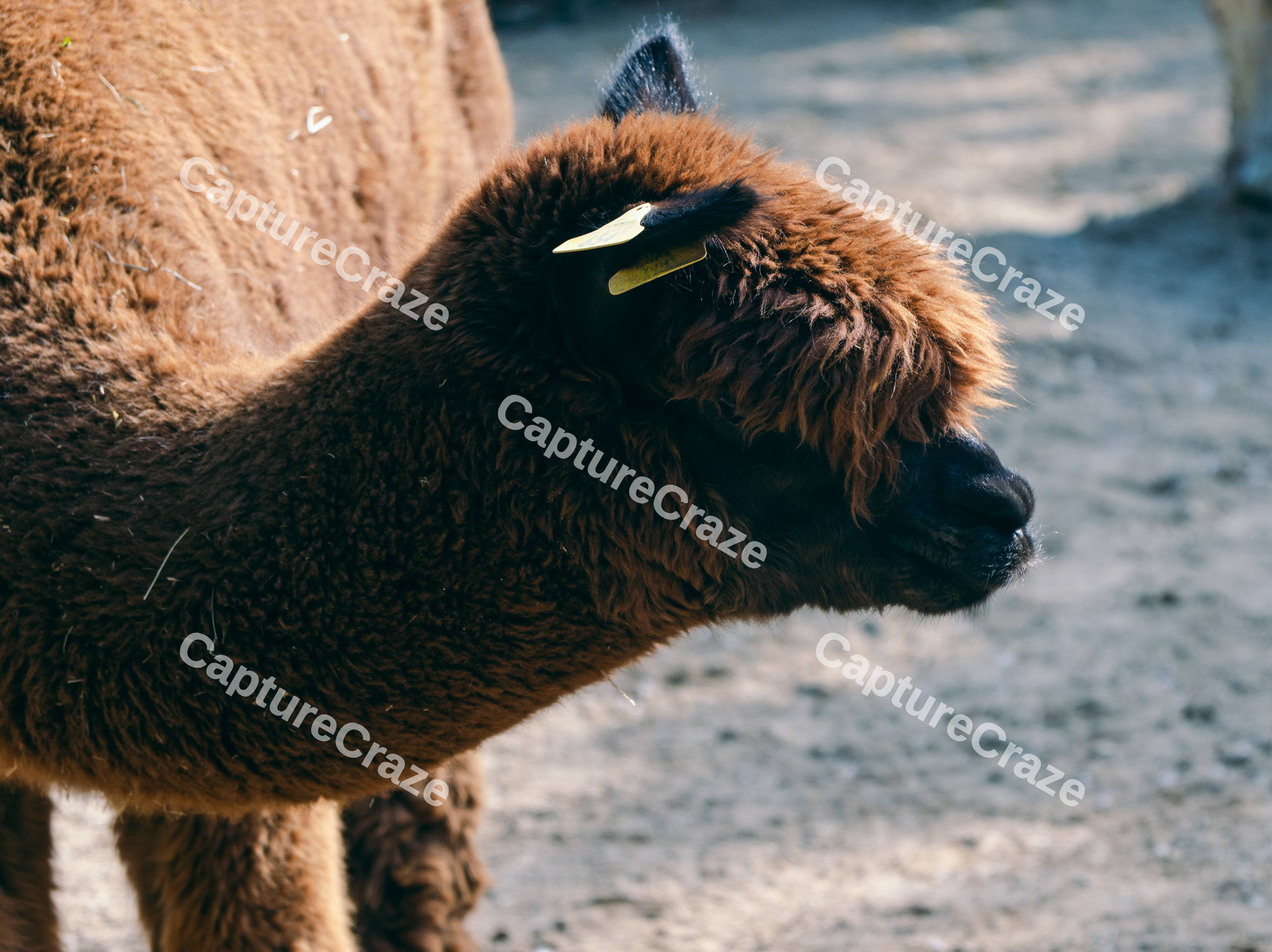 Alpaca Head